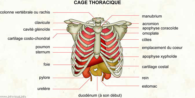 Cage thoracique (Dictionnaire Visuel)
